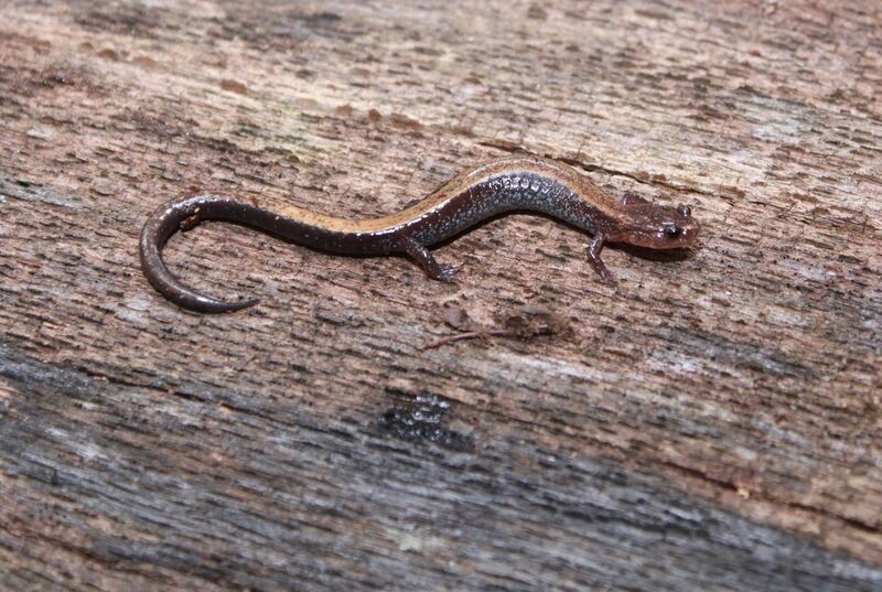File:Redback salamander.jpg