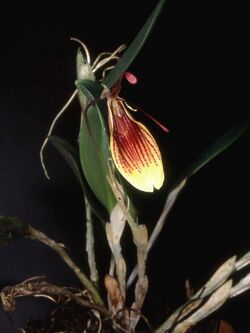 Restrepia iris Orchi 01.jpg