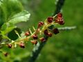 Ribes saxatile 2019-04-16 0462.jpg