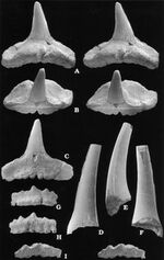 Rya Formation shark teeth - Sphenodus sp.jpg