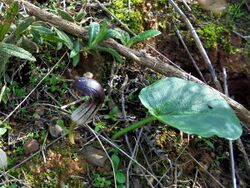 SERRA DE AIRE - Arisarum simorrhinum Durieu.jpg