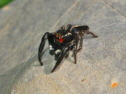 Salticidae - Pellenes seriatus.JPG