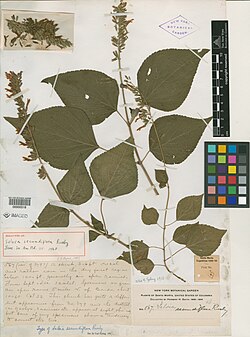 Salvia camarifolia.jpg