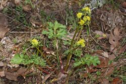 Sanicula graveolens 8020.JPG