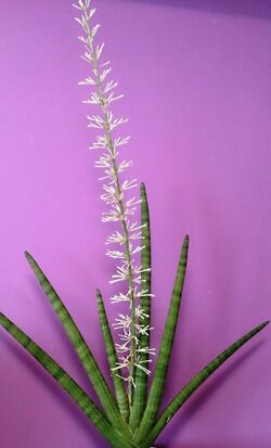 Sansevieria cylindrica flowers 7.jpg