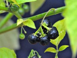 Solanum ptychanthum 5437070.jpg