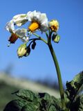 Solanum tuberosum Industrie (05).jpg