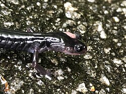 Southern Gray-cheeked Salamander close up.jpg