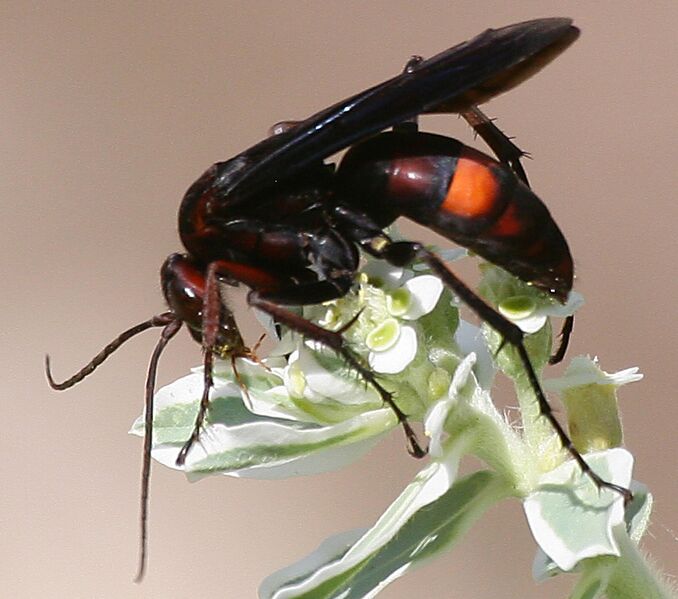 File:Spider Wasp (cropped).JPG