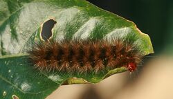 Spilosoma glatignyi caterpillar 1.jpg