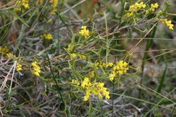 Synaphea spinulosa subsp. spinulosa.JPG