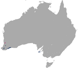 Tammar Wallaby area.png