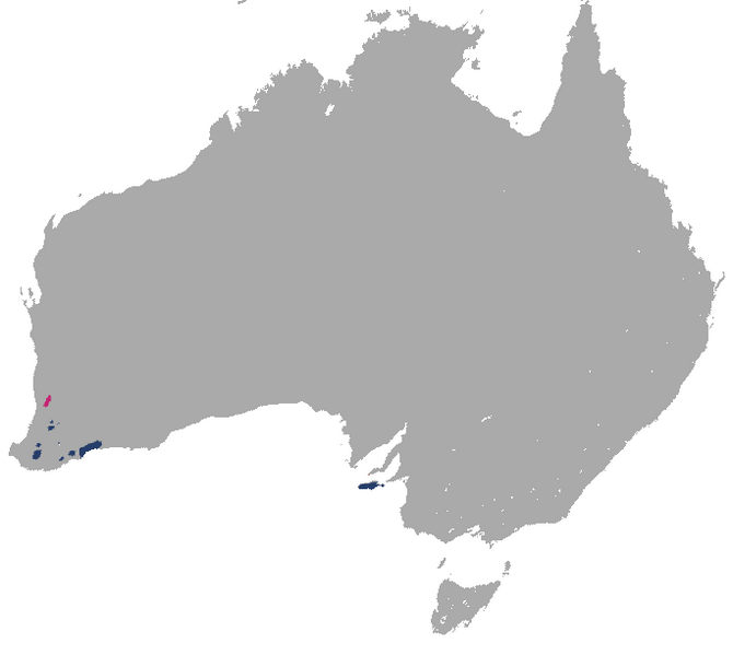 File:Tammar Wallaby area.png