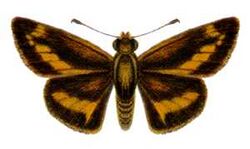 Telicota brachydesma (ento-csiro-au).jpg