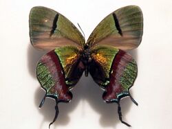 Thecla coronata4.jpg