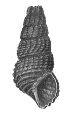 Tylomelania abendanoni shell.png