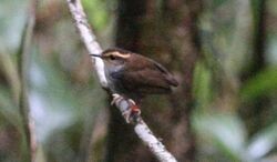 small brownish bird with long yellowish-brown eyebrow standing on branch