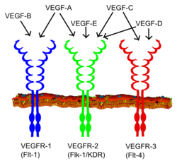 VEGF receptors.png