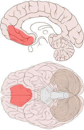Ventromedial prefrontal cortex.png