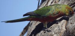 Western Rosella female (crop).jpg