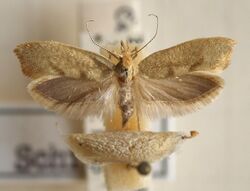 Ypsolopha.alpellus.mounted.jpg