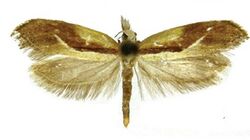 Ypsolopha costibasella.jpg