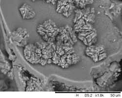 SEM image of zeolite crystals on an engineered cellular magmatic