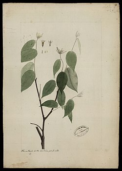 (Lasiadenia rupestris, Benth), da Coleção Brasiliana Iconográfica.jpg