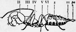 1911 Britannica-Arachnida-Schizomus crassicaudatus3.png