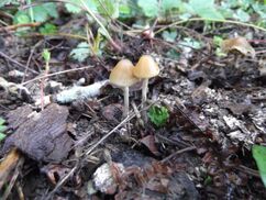 Dainty cream-coloured mushrooms growing from mulch