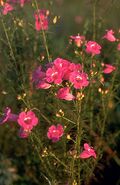 Agalinis fasciculata.jpg