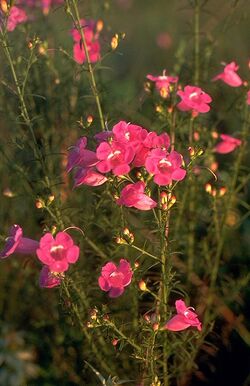 Agalinis fasciculata.jpg