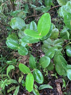 A green plant with opposite, rounded, oblong leaves. The newest pairs of leaves seem to be joined at the centre.
