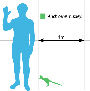 File:Anchiornis Huxleyi Scale.svg
