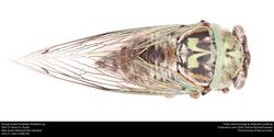 Annual cicada (Cicadidae, Neotibicen sp.) (27985857715).jpg