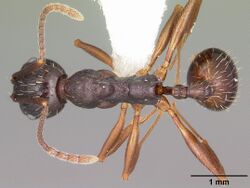 Aphaenogaster picea casent0104844 dorsal 1.jpg