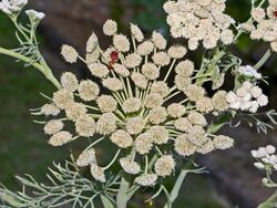 Apiaceae - Seseli gummiferum.jpg