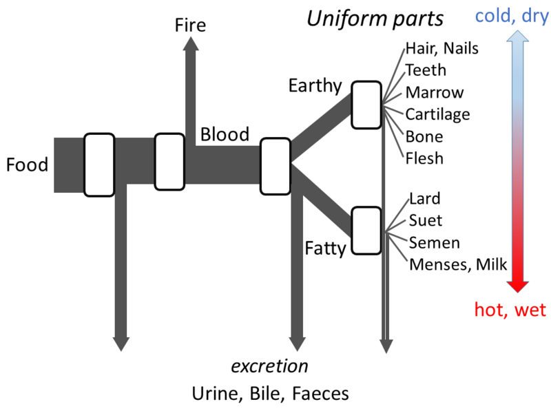 File:Aristotle's metabolism.png