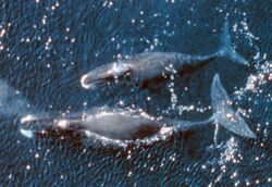 Photograph of two bowhead whales seen from above