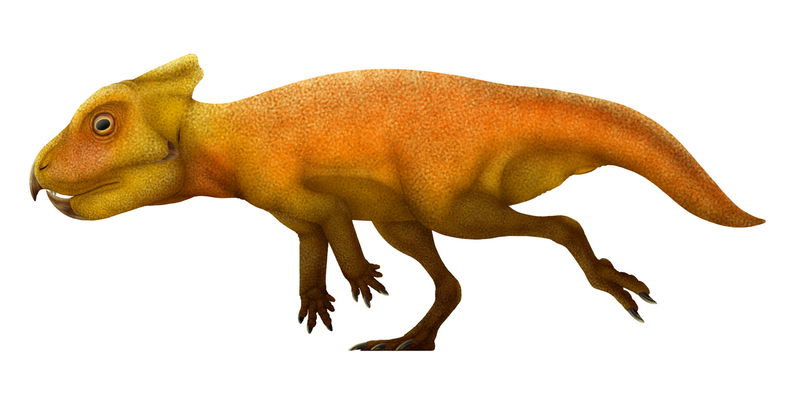 File:Breviceratops Restoration.png