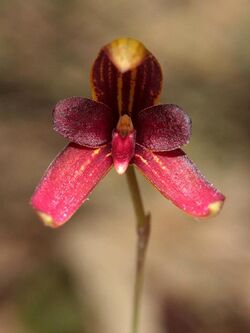 Bulbophyllum elassoglossum - Raab Bustamante - cropped.jpg