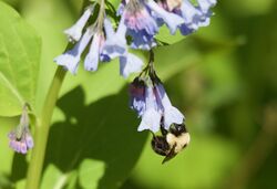 Bumblebee hanging from bluebell.jpg