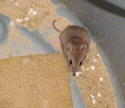 Calomys laucha small vesper mouse.jpg