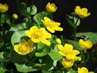 Caltha palustris Moshchun2.JPG