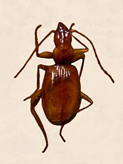Carabidae - Duvalius doriae doriae.JPG