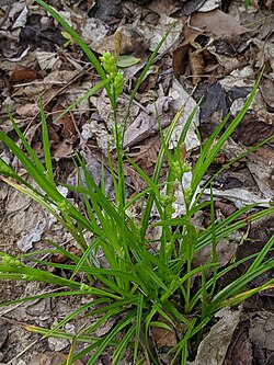 Carex blanda 63619517.jpg