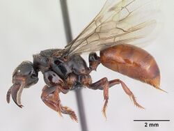 Centromyrmex raptor casent0066882 profile 1.jpg