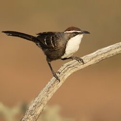 Chestnut-crowned Babbler 1 - Sturt National Park.jpg