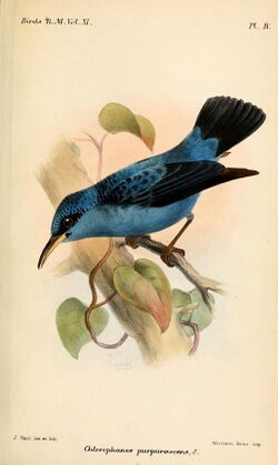 Purplish honeycreeper, illustration by Joseph Smit, 1886