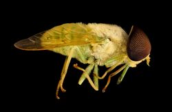 Chlorotabanus crepuscularis, Green horse fly, Duck, NC 2016-01-07-14.51 (23927025329).jpg